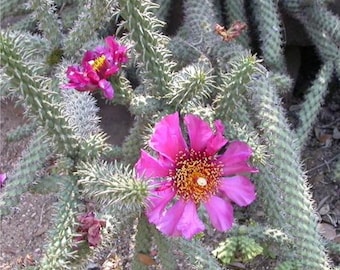 Cylindropuntia spinosior (Cane Cholla Cactus)  Cutting