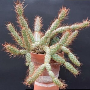 Rareza - Esqueje de cactus Tephrocactus weberi - Fácil de propagar - Espinas largas