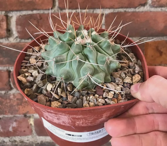 cactus plant names BubbleBlooms Mini Cacti Assortment, 6 Different Cacti in 2 inch pots, –  Florida House Plants main image 1