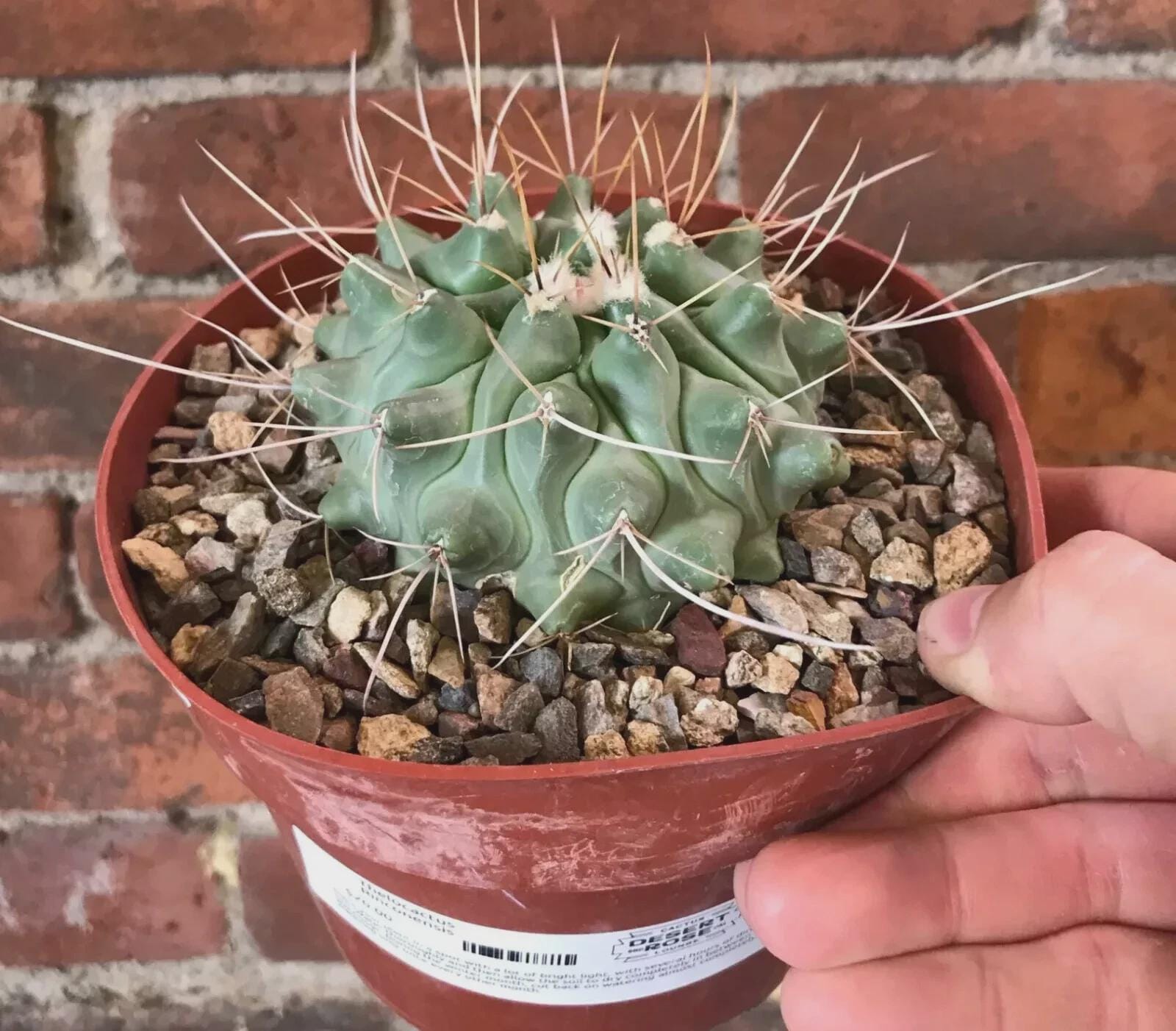 Pink Flowers - Freudenberger Bird's Nest Cactus - Clumping - 'thelocactus  Rinconensis Freudenbergeri' - Pot Friendly - Etsy