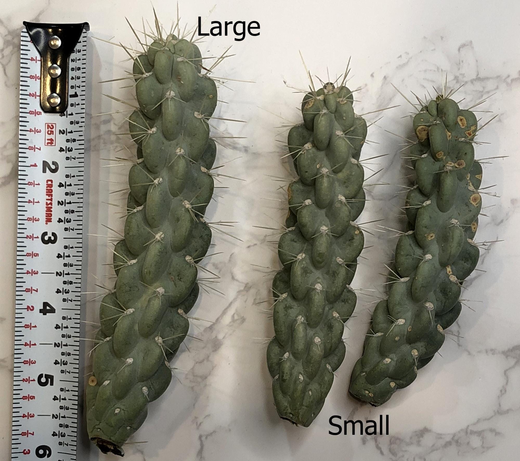 Chain Fruit Cholla Cactus Cutting: Pink Flowers, Ready for Propagation ...