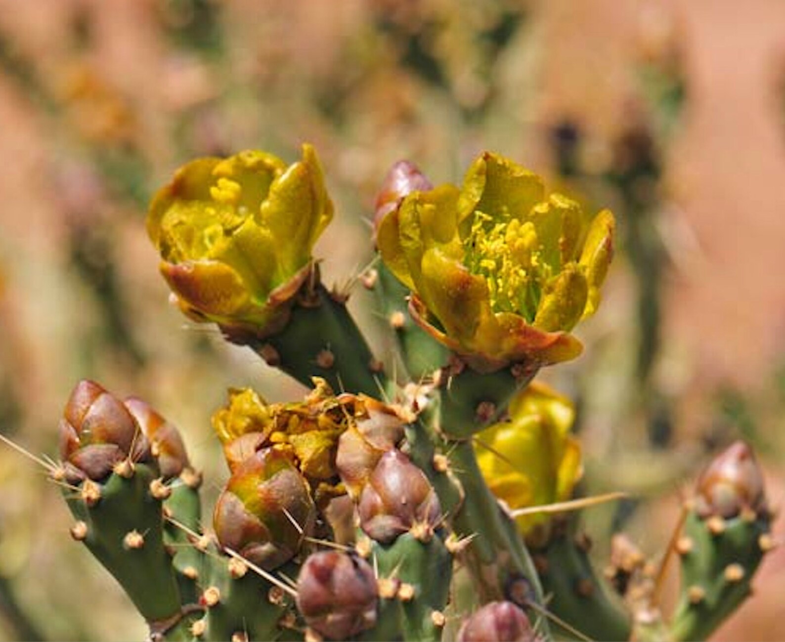 Yellowish Flowers - Arizona Pencil Cholla Cactus Cutting - Quick to ...