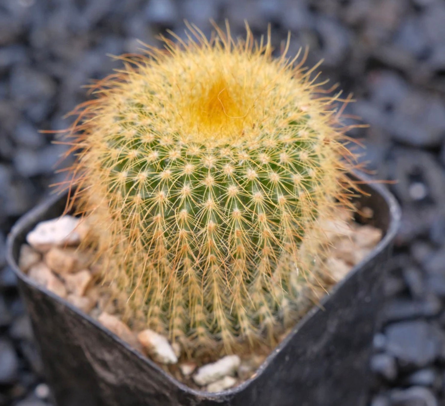 Soft Gold Spines - Lemon Ball Cactus - Golden Yellow Hue