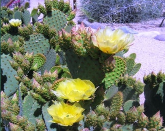 Opuntia lubrica (Prickly Pear Cactus)  4 Inch Pot