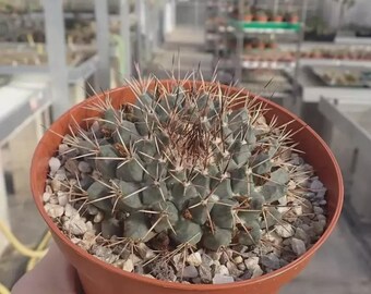 Large Pink Flowers - Mammillaria Melanocentra Rubrograndis - Winter  Blooming - Etsy