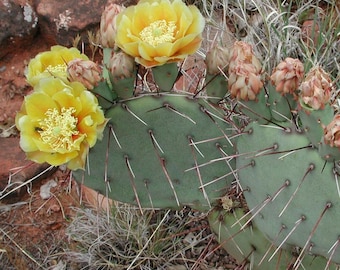 Opuntia camanchica (Desert Prickly Pear Cactus)  Cutting