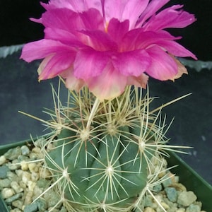 Thelocactus bicolor (Glory of Texas Cactus)  2, 4 or 6 Inch Pot