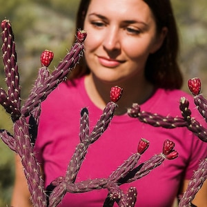 Vibrant Seasonal Purple - Staghorn Cholla Cactus Cutting - Easy to Grow - &#39;Cylindropuntia thurberi versicolor&#39; - Unique Desert Gem
