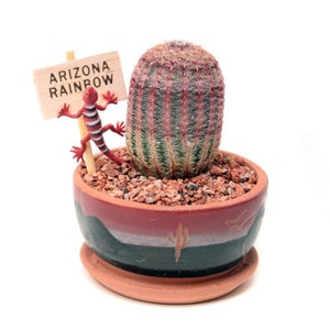 Multi-Colored Spines - Arizona Rainbow Hedgehog Cactus - Bright Pink Flowers - &#39;Echinocereus rigidissimus&#39; -  Pot Friendly