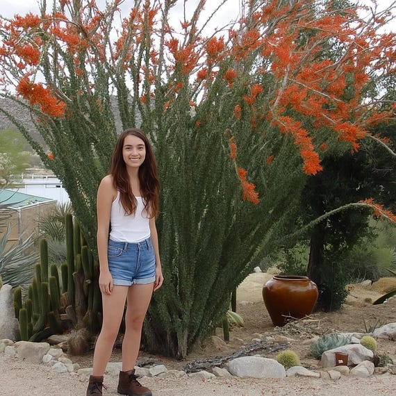 Red Flowers - Ocotillo Plant Cutting - Ready for Propagation