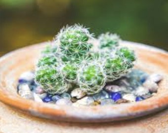 Mammillaria gracilis fragilis (Thimble Cactus) 2 Inch Pot