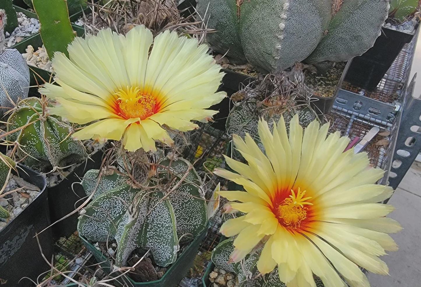 Goat's Horn Cactus - Etsy