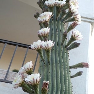 Towering Columnar - Argentine Saguaro Cactus - Huge White Flowers ...