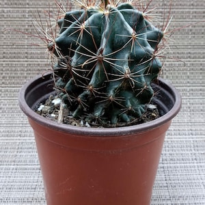 Cold Hardy - Texas Miniature Barrel Cactus - Yellow Flowers - &#39;Thelocactus setispinus&#39; - Easy to Grow