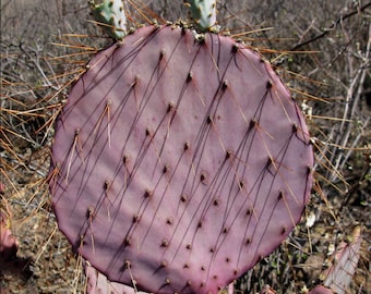 Opuntia gosseliniana var. durazilla (Purple  Prickly Pear Cactus)  Cutting