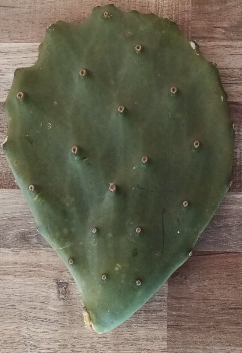Opuntia Gomei old Mexico Giant Prickly Pear Live Cactus Etsy