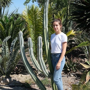 Intense Blue Columnar - Blue Torch Cactus - Oversized White Flower - 'Pilosocereus pachycladus' - Branching Columnar Form
