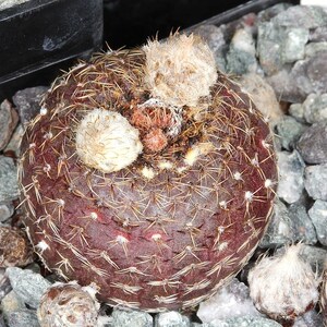 Frailea cataphracta Cactus 2 Inch Pot image 2