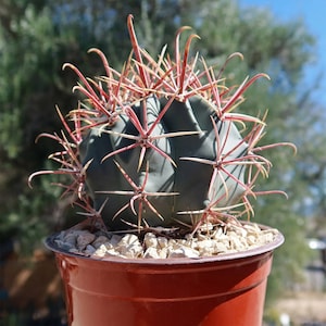 Ferocactus gracilis (Fire Barrel Cactus)  2, 4 or 6 Inch Pot