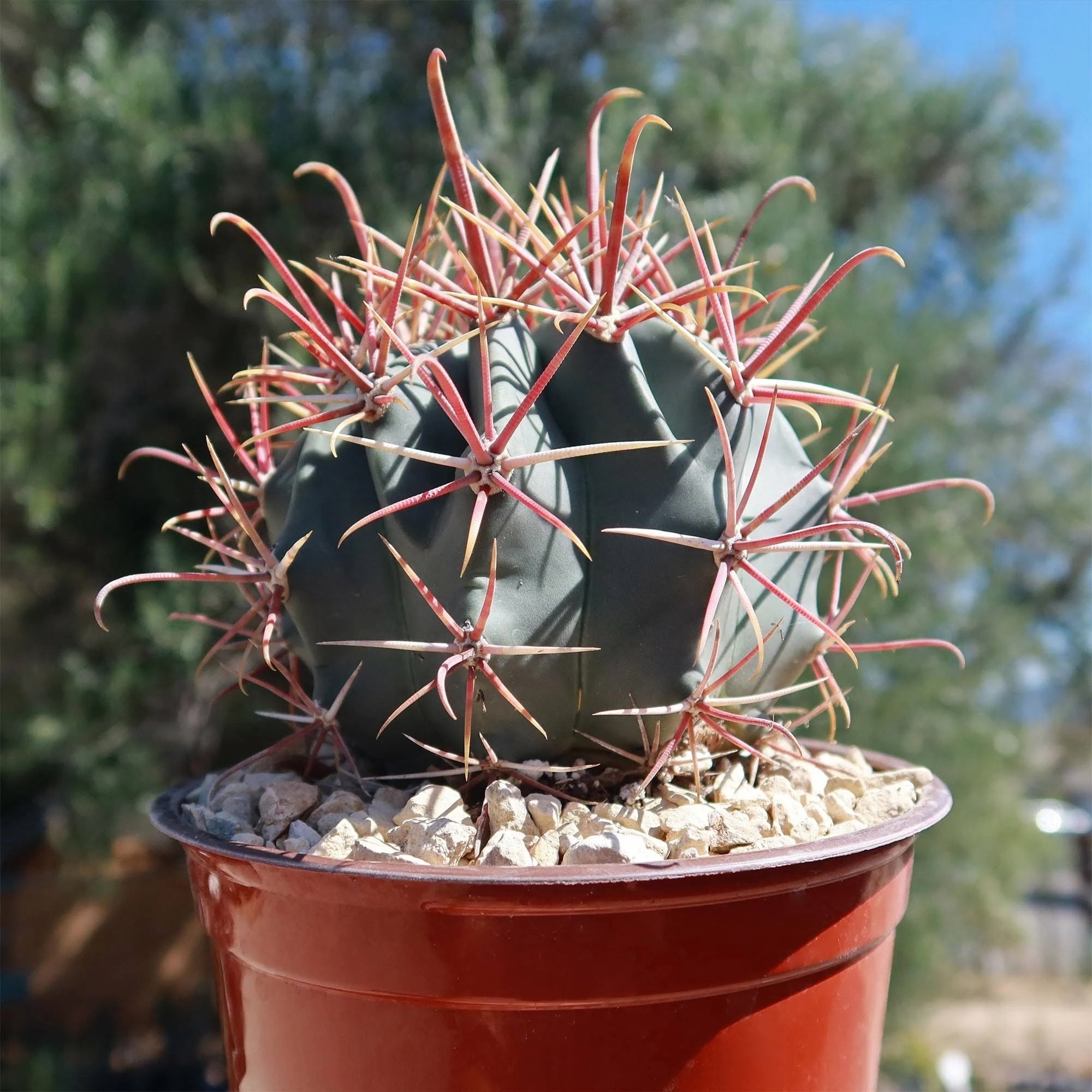 Fiery Red Spines - Fire Barrel Cactus Cactus - Orange to Red Flowers - 'Ferocactus gracilis' - Pot Friendly