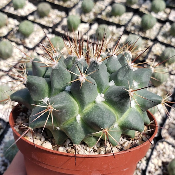 Large Pink Flowers - Mammillaria Melanocentra Rubrograndis - Winter  Blooming - Etsy