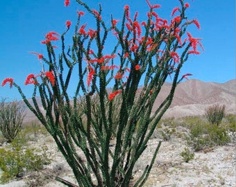 Fouquieria splendens (Ocotillo Succulent)  Cutting