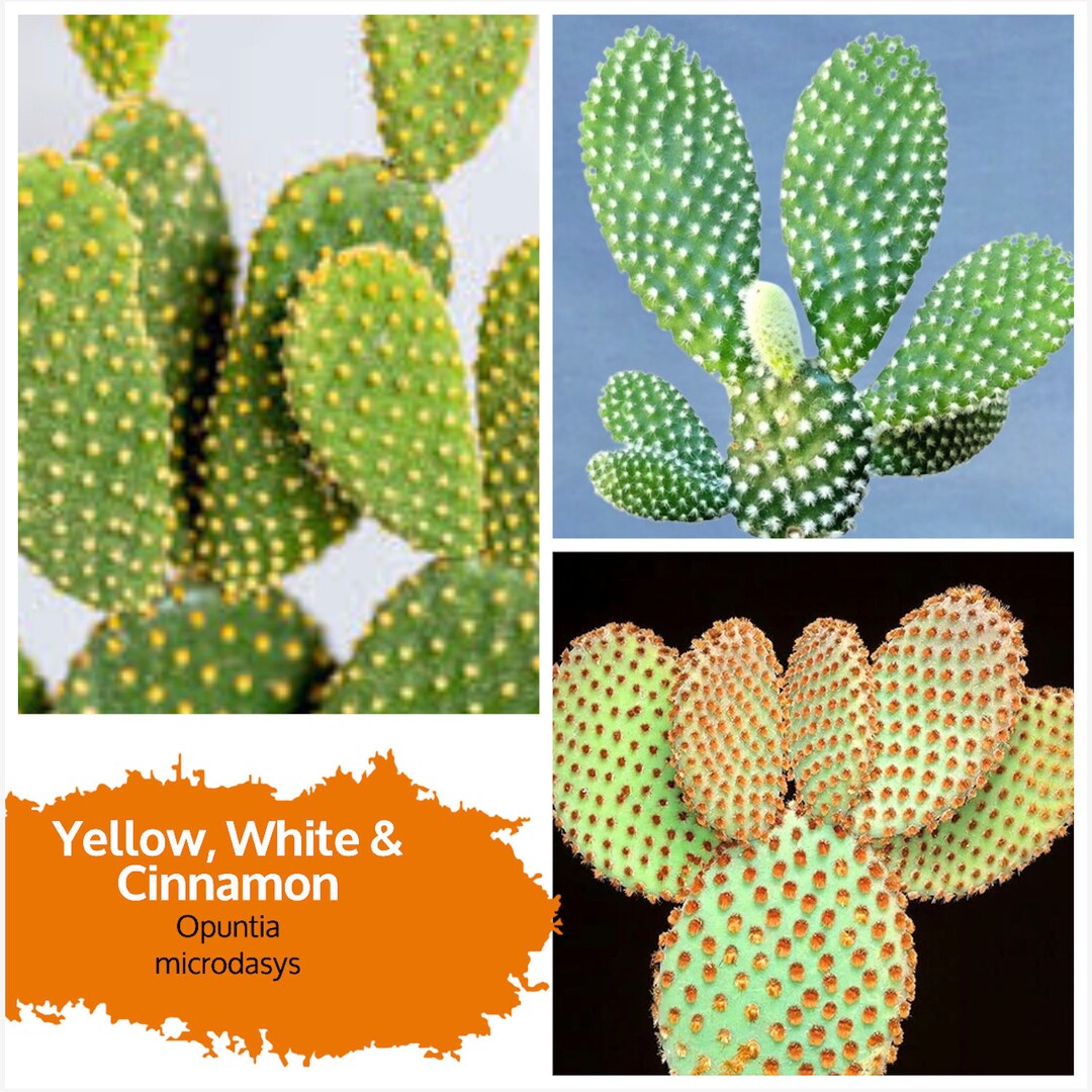 Opuntia microdasys giant bunny ears cactus 3 different cinnamon