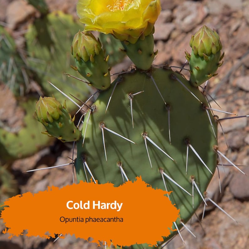 Opuntia phaeacantha Tulip Prickly Pear Cactus Cutting image 1