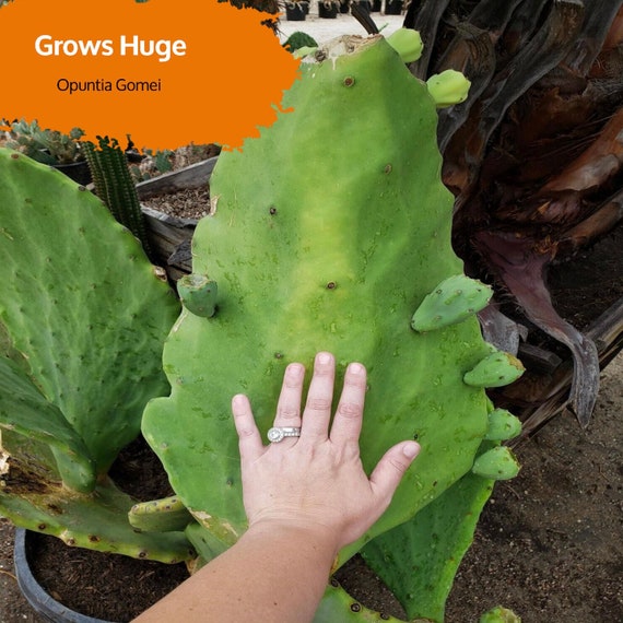 Old Mexico Prickly Pear Cactus Cutting: Easy to Root 'Opuntia gomei'