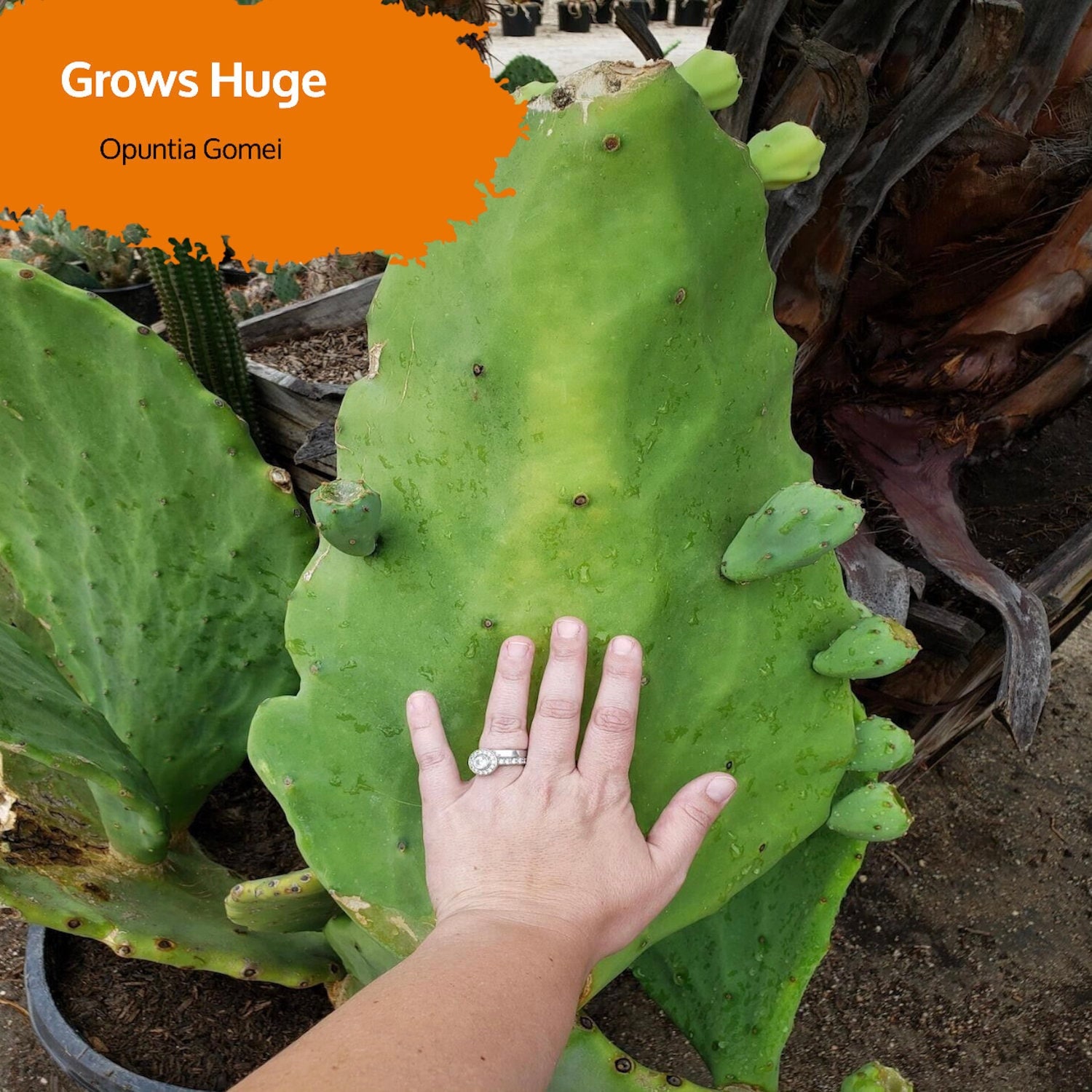 オプンチア　ゴメイ　オールドメキシコOpuntia gomei 団扇サボテン 観葉植物 Opuntia gomei 'Old Mexico' オプンチア ゴメイ オールド