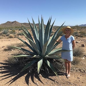 May include: A large, blue-green agave plant with sharp, pointed leaves stands in a desert landscape. A person wearing a light blue dress and a straw hat stands next to the plant. The ground is dry and sandy, with mountains in the background.