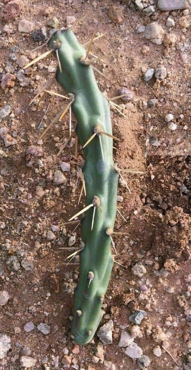 Yellowish Flowers - Arizona Pencil Cholla Cactus Cutting - Quick to ...