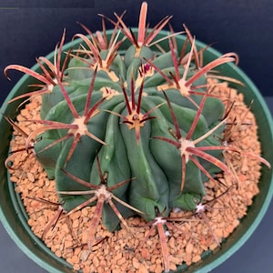 May include: A green cactus with long, red spines in a brown pot. The cactus has a round shape and is covered in spines.