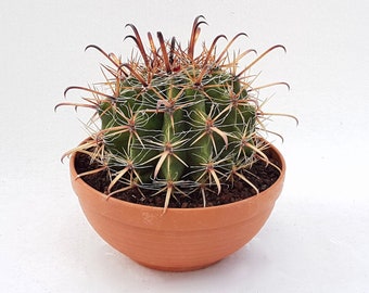 Ferocactus peninsulae (Baja Fire Barrel Cactus)  2 or 4 Inch Pot