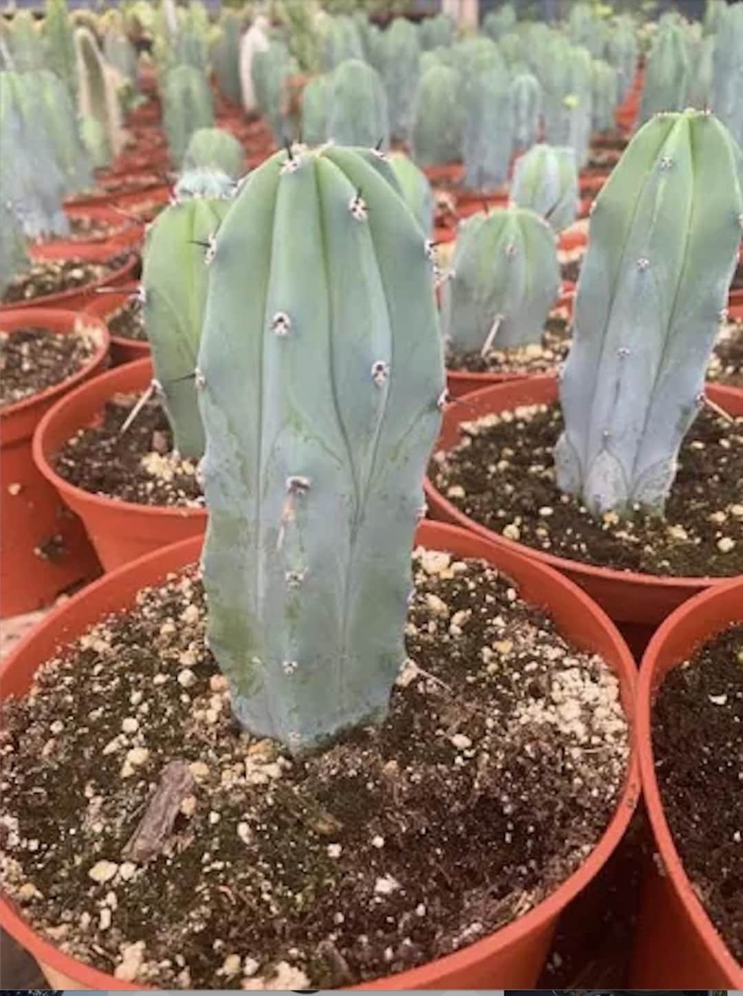 Bluish Columnar - Blue Myrtle Cactus - Candelabra Forming