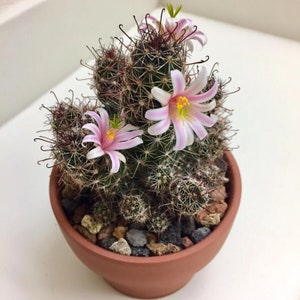 Mammillaria thornberi x yaquensis (Arizona Clustered Fishhook Cactus)  2 or 4 Inch Pot