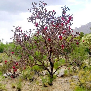 Cylindropuntia versicolor Purple Staghorn Cholla Cactus Cutting image 3