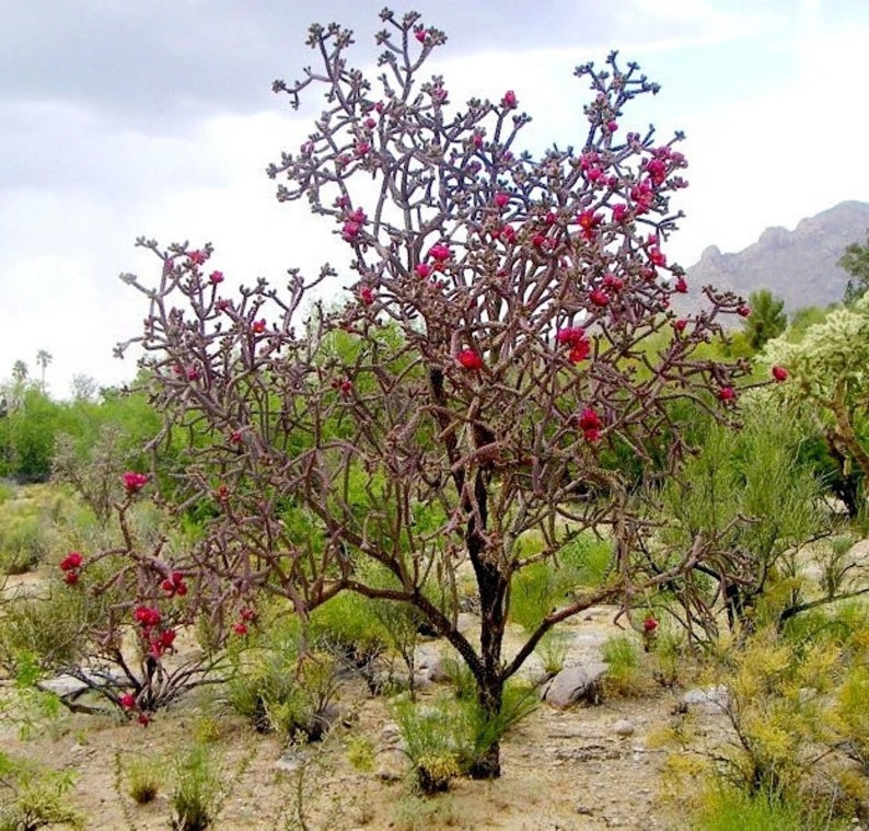 Cylindropuntia versicolor Purple Staghorn Cholla Cactus Cutting image 3