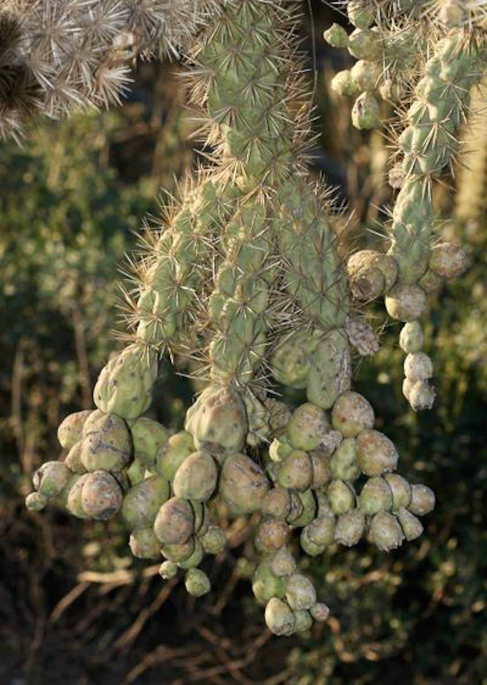 Chain Fruit Cholla Cactus Cutting: Pink Flowers, Ready for Propagation ...