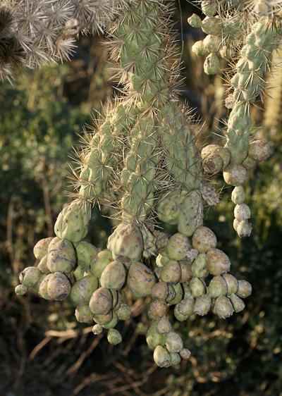 Chain Fruit Cholla Cactus Cutting: Pink Flowers, Ready for Propagation ...