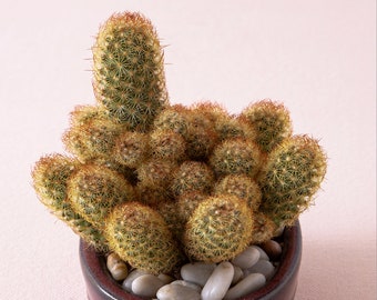 Mammillaria elongata (Gold Lace Cactus)  2 Inch Pot