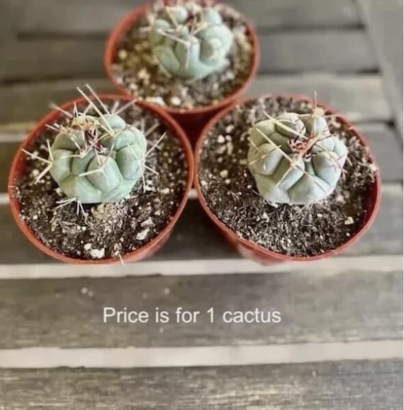 Pale Blue Coloration - Suncup Cactus - Pink Flower - 'thelocactus  Hexaedrophorus' - Curved Spines - Etsy
