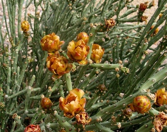 Cylindropuntia arbuscula (Arizona Pencil Cholla Cactus)  Cutting