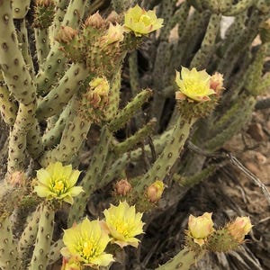 Baja Pencil Cholla Cactus Plant (Cutting) - Compact Footprint - Cylindropuntia tesajo