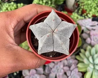 5 Rib - Bishop's Cap Cactus - Yellow Flowers - 'astrophytum