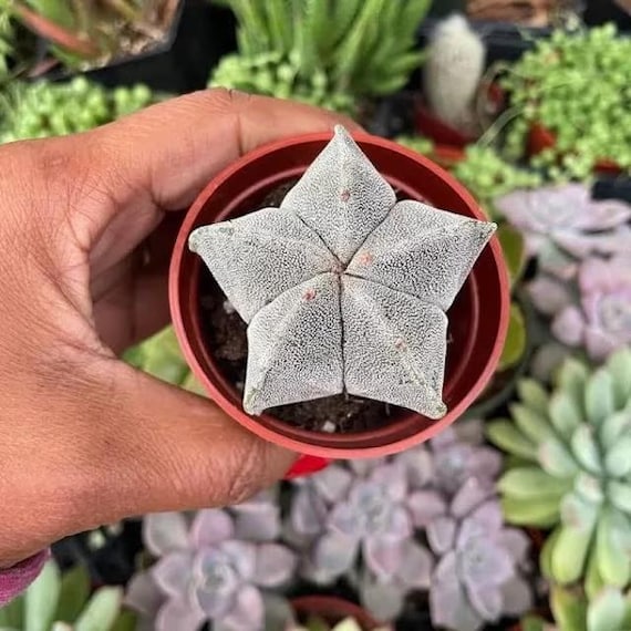 5 Rib - Bishop's Cap Cactus - Yellow Flowers - 'astrophytum Myriostigma'  (onzuka or Nudum) - Collector Cactus - Etsy