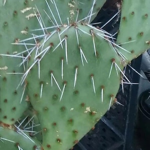 Cold Hardy - Brown Spine Prickly Pear Cactus Cutting - Takes Root Fast - &#39;Opuntia phaeacantha&#39; - Yellow Flowers