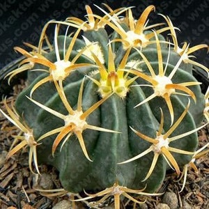 Ferocactus latispinus v. flavispinus (Yellow Crow's Claw Cactus)  2 Inch Pot