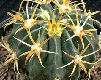 Ferocactus latispinus v. flavispinus (Yellow Crow's Claw Cactus)  2 Inch Pot