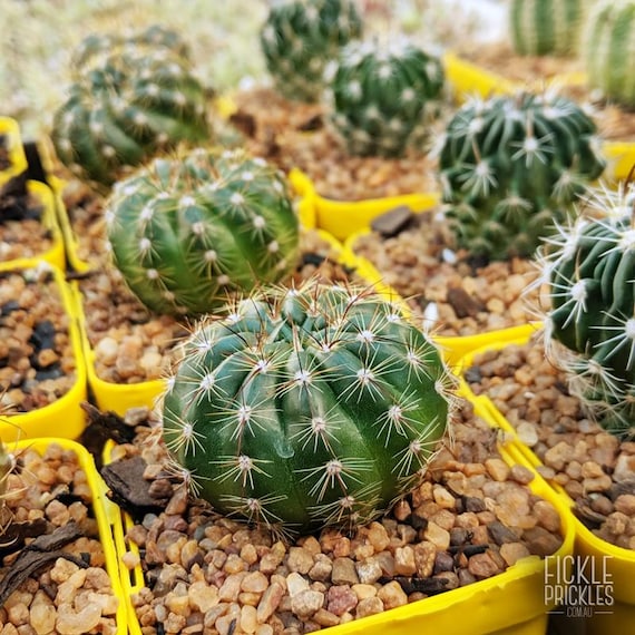 Bright Yellow Flowers - Indian Head Cactus - Easy Grow Cactus - 'parodia  Ottonis' - Clumping Habit - Etsy
